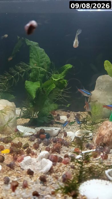 Guppies / Lebistes – Jovens 2 meses | Packs desde 1€