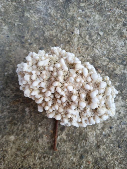 Ракушки привезені з Єгипту