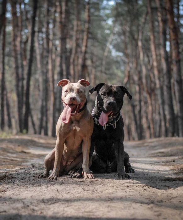 Вязка Американский Питбуль