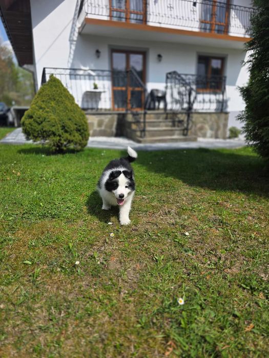 Border Collie ZKWP FCI pies