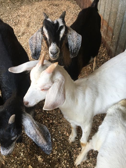 Козочкии козлята