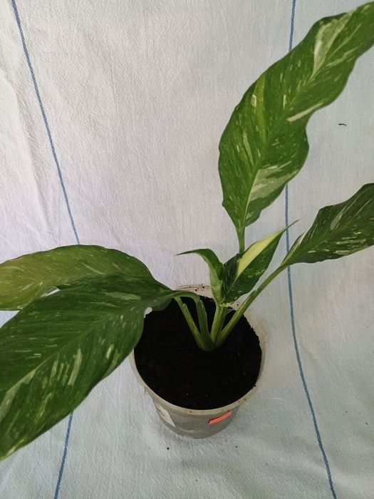 Спатифілум Джеміні