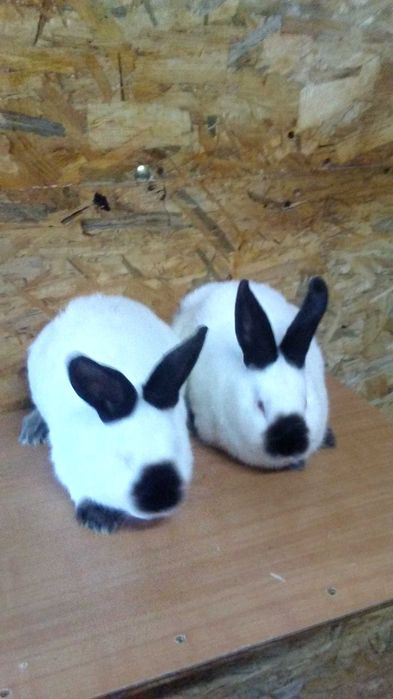 Sprzedam króliki rasy Kalifornijskiej