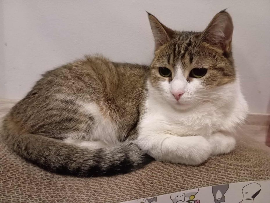 Piękna kotka Prosecco