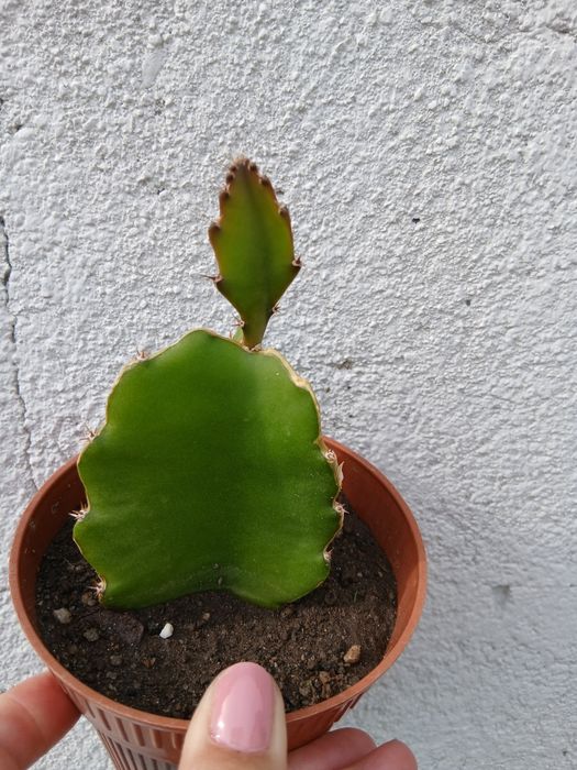Planta de  fruto _ pitaia