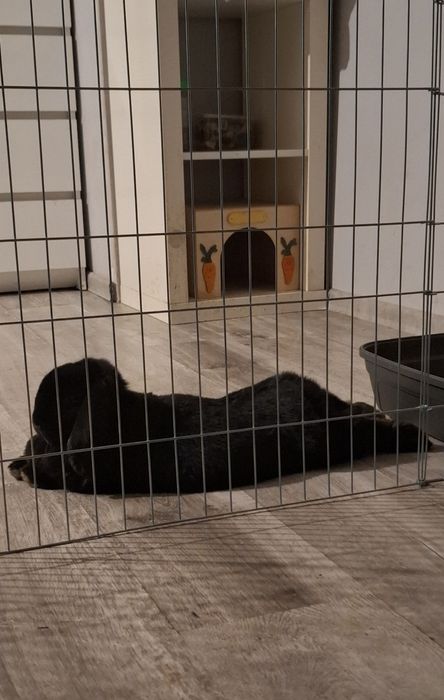 Króliczek szuka domu