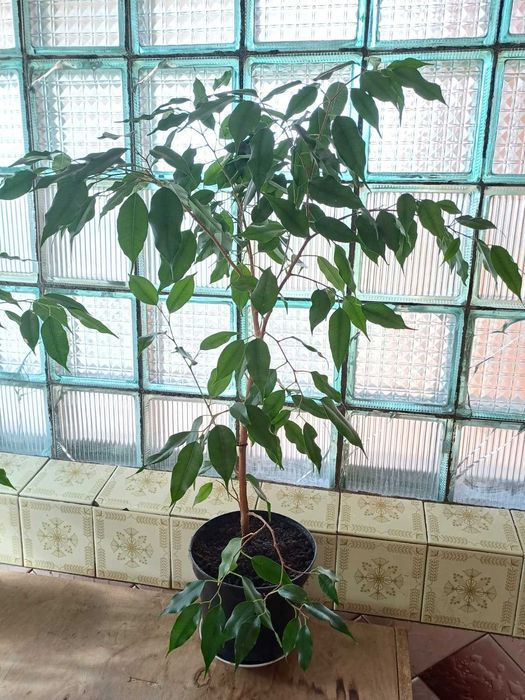 Фікус бенджаміна