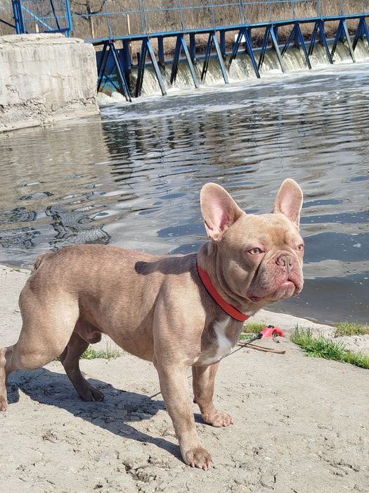 Французький бульдог в'язка.