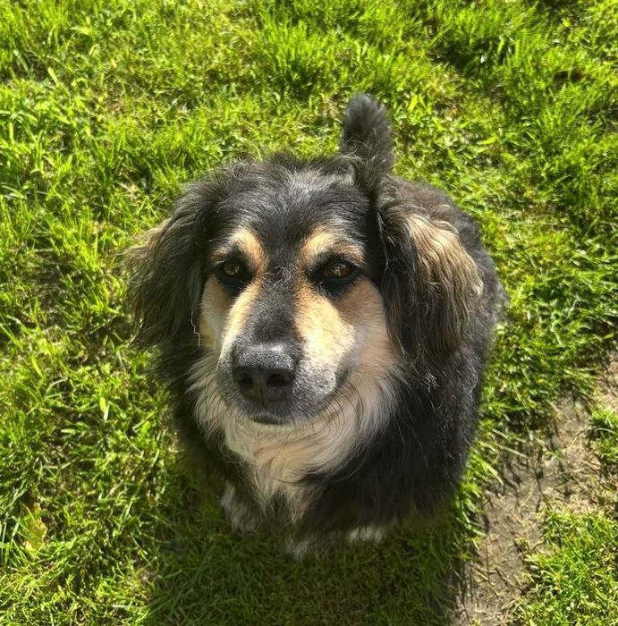 przyjacielski Baron szuka nowego domu