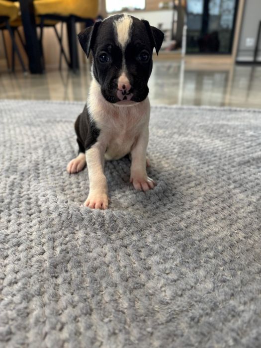 Czarny piesek American Staffordshire Terrier (amstaff)