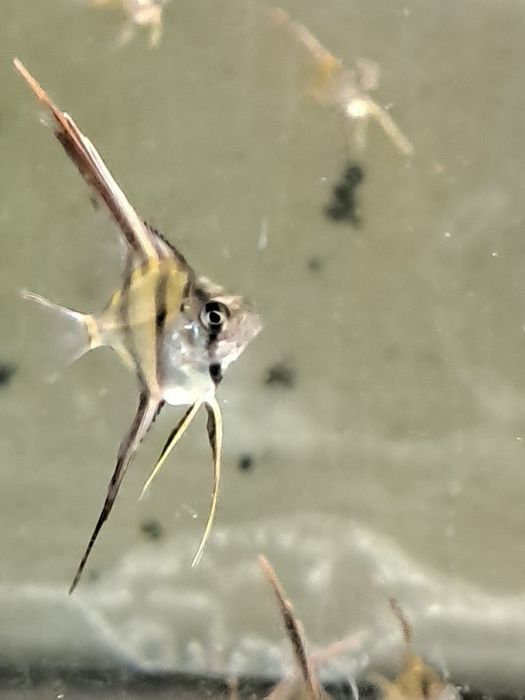 Skalary Altumy Orinoco