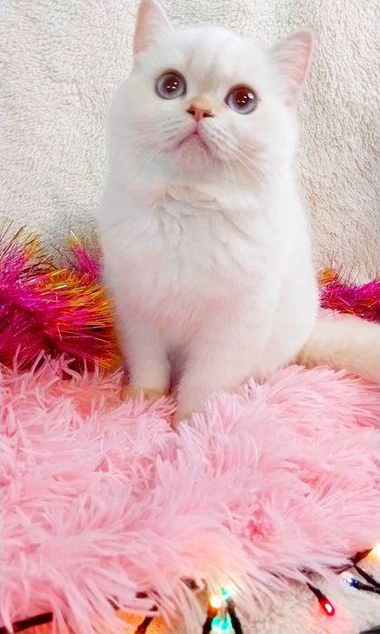 Девочка милашка шотландочка Ооочень добрая и ласковая девочка