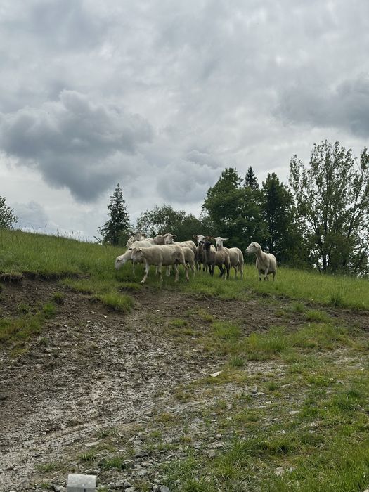 Owce barany jagnięta nollany