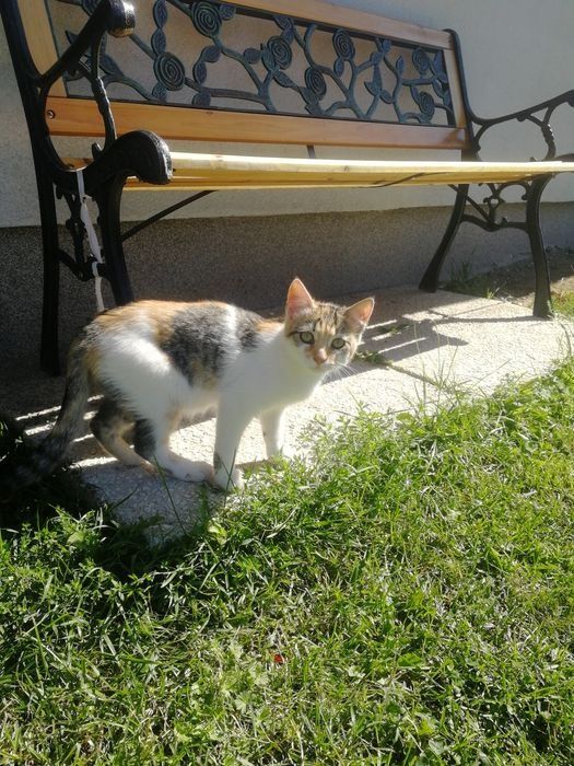 Kotki do adopcji