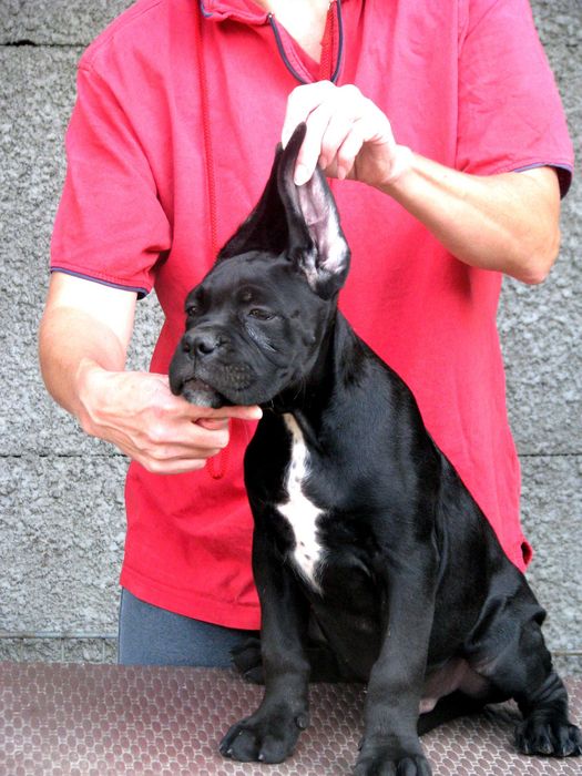 Cane corso szczenie FCI (ZKwP)