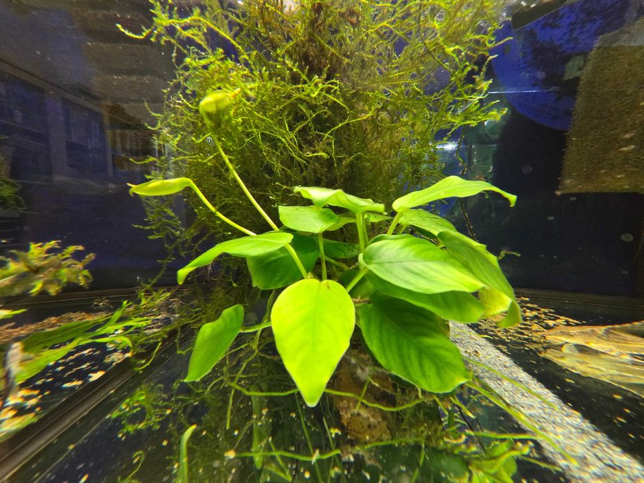 Rośliny akwariowe - anubias na skale
