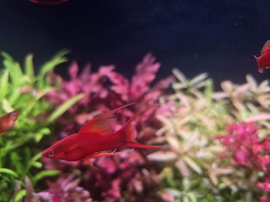 Sprzedam mieczyk lira