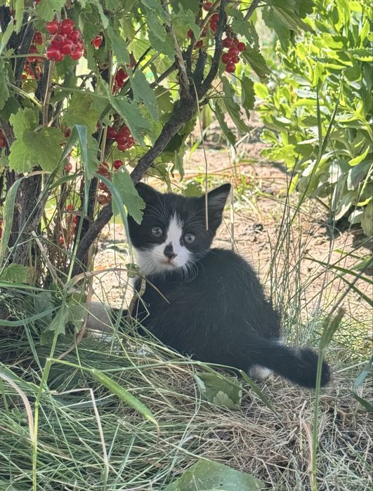 Кошеня, Кошенята шукають  люблючу родину.