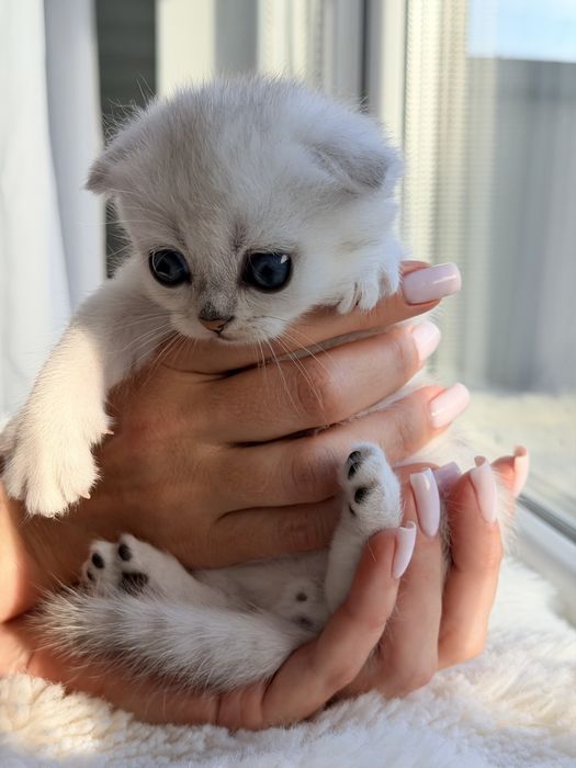 Шотландський висловухий хлопчик срібляста шиншила