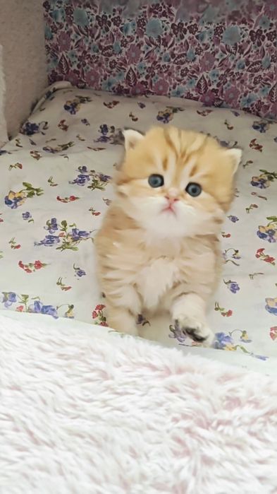 Чистокровний хлопчик золота шиншила