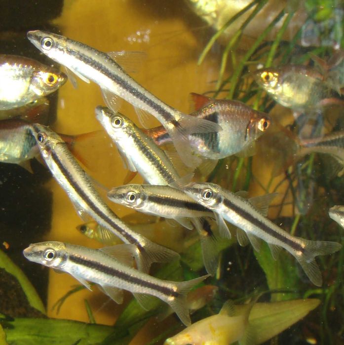 Grubowarg syjamski ryba kosiarka