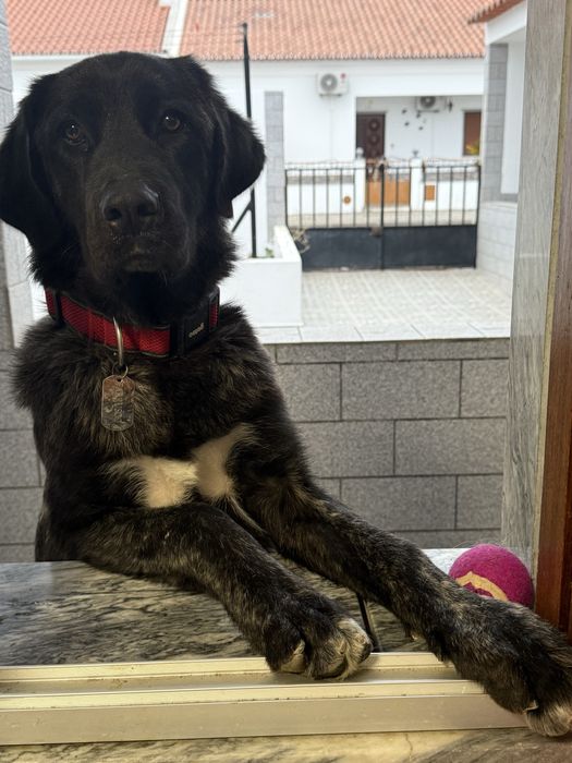 Cães para adoção- actualização final