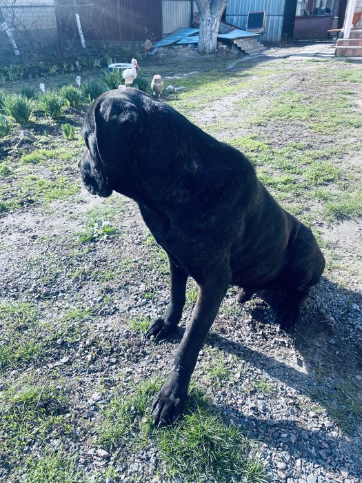 Вязка коне корсо