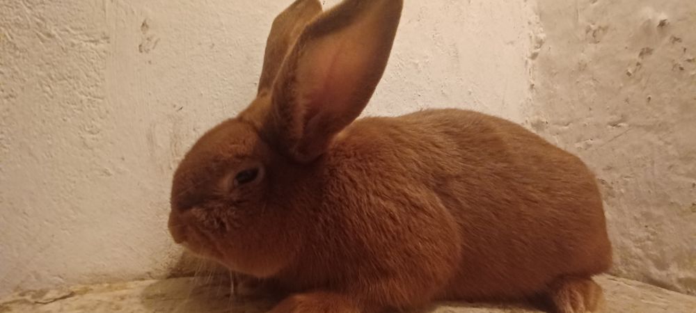 Królik Nowozelandzki Samiec