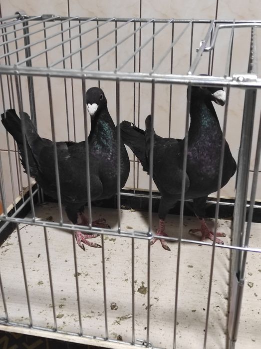 Sprzedam niemieckie wystawowe