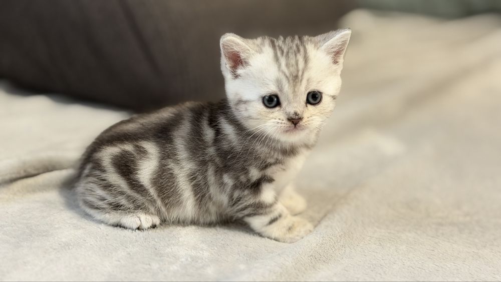 Шотландські кошенята