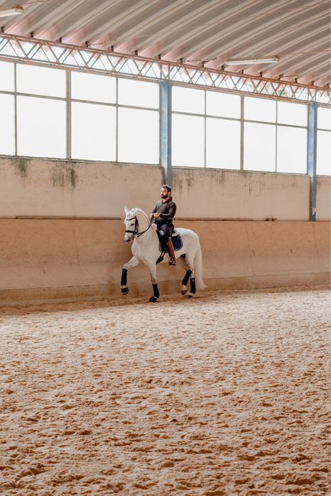 Cavalo cruzado 10 anos