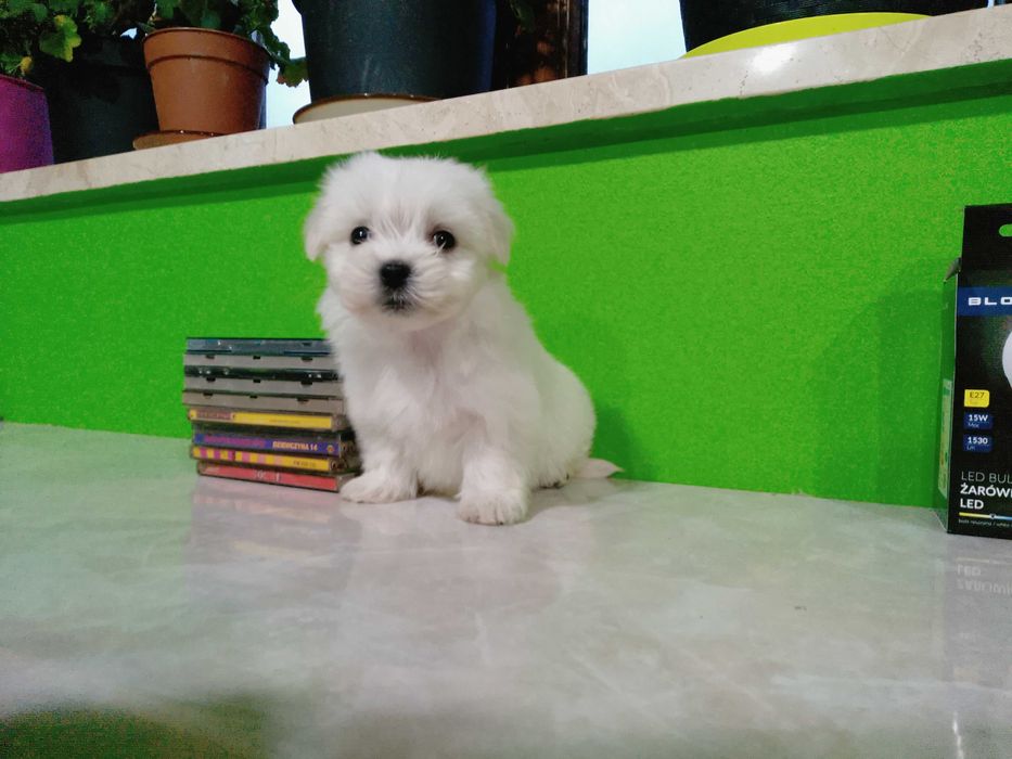 Maltańczyk szczeniaczek suczka.