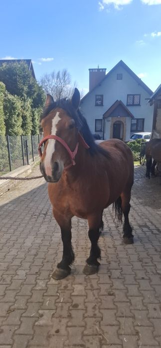 Klacz zimnokrwista lysa