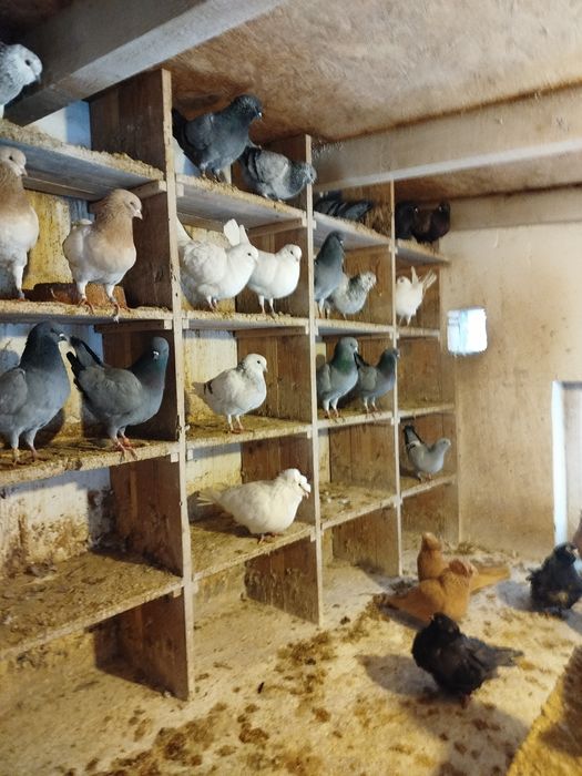 Modena niemiecka, różne barwy