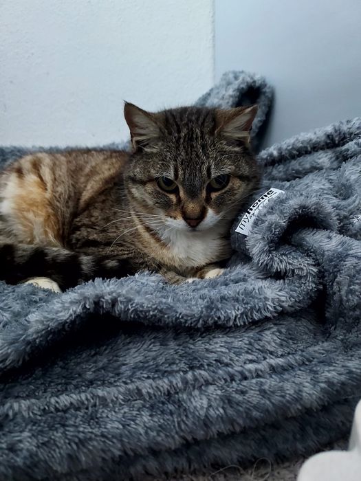 Gatinha meiguinha para adoção