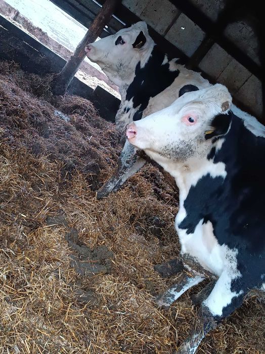 Sprzedam jałówki wycielone i wysokocielne