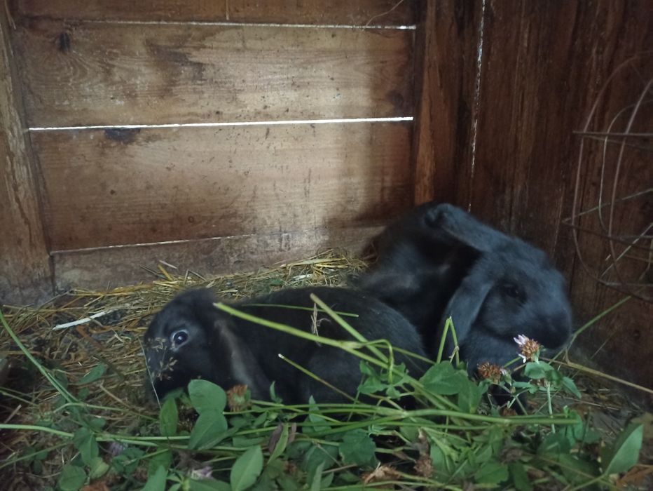 Młode króliki  2-3 miesiące mięsne