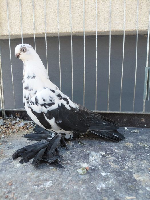 Motyle Warszawski Samica 2025