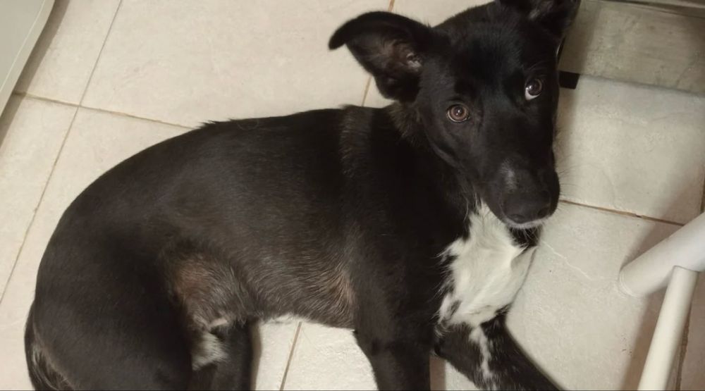 Cãozinho com 10 meses para adoção responsável