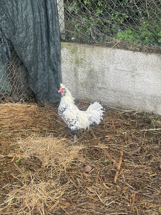 Garnizo appenzeller spitzhauben