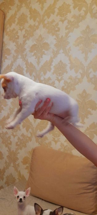 Щенята чихуахуа хлопчики