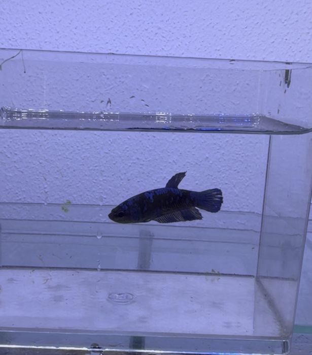 Lote de 12 Bettas