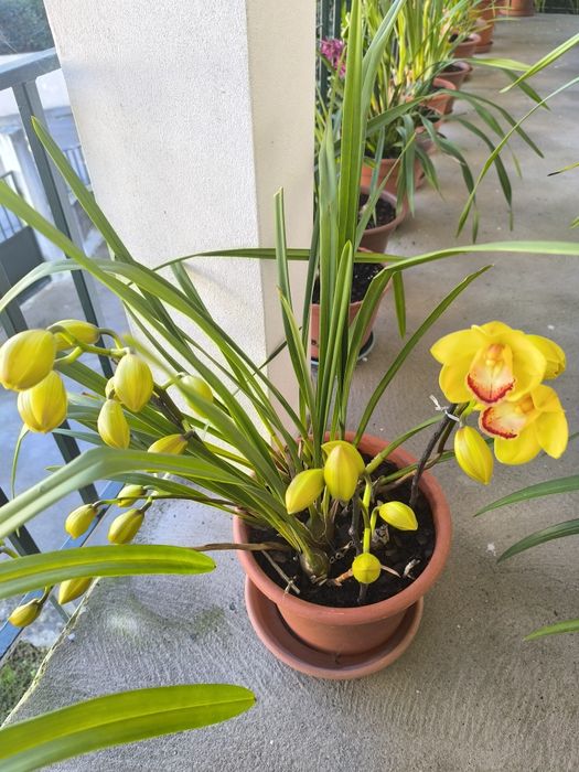 Orquídea Amarela Torrada