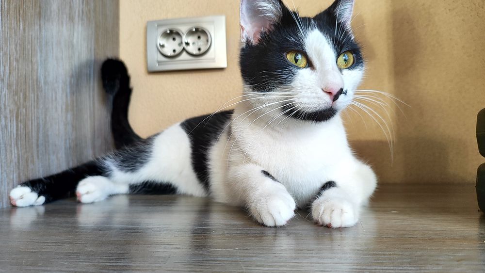 Кошеня, кішка 7 міс