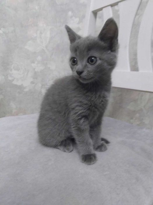 Кошеня російської блакитної породи (10 тижнів, 17.10.2025)