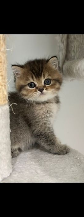 Gatinho Brittich