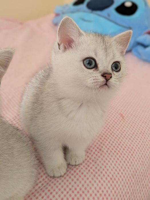 Gatinho Scotiish Straight