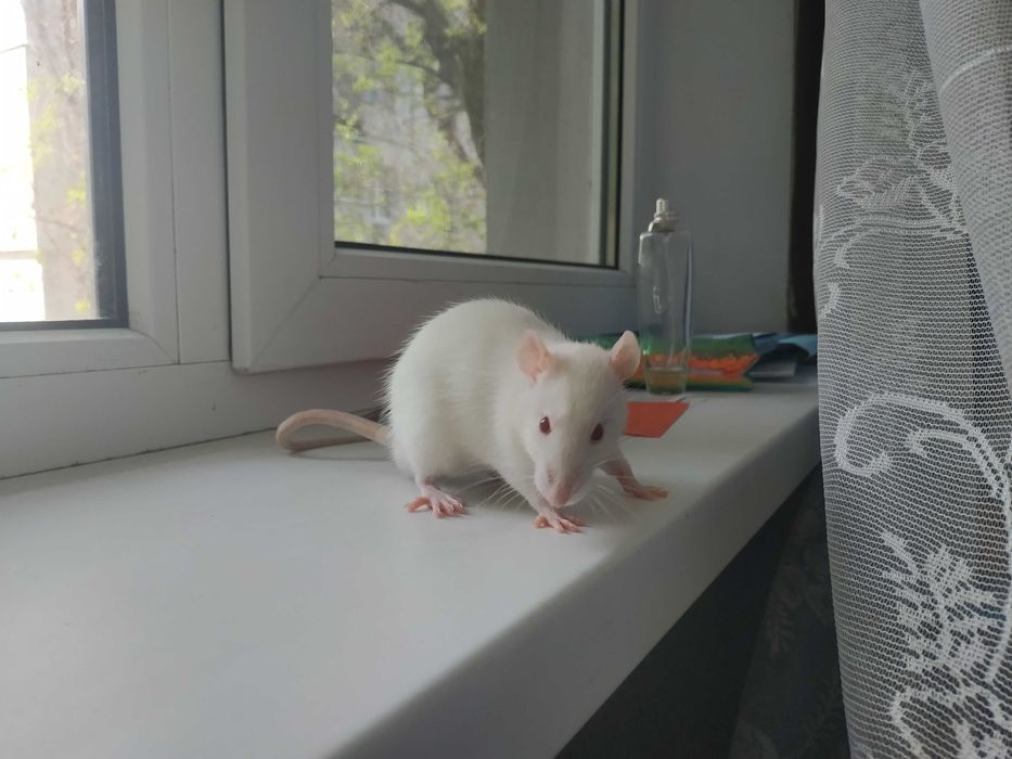 Крысы альбиносы/ щури альбіноси