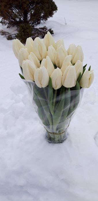 Тюльпани зріз, оптом.