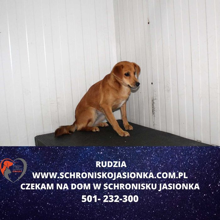 Rudzia do adopcji – Schronisko Jasionka